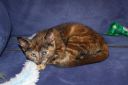 Filename=S228129.jpg
Filesize=105KiB
Dimensions=850x567
Date added=Oct 26, 2020 S228129.jpg